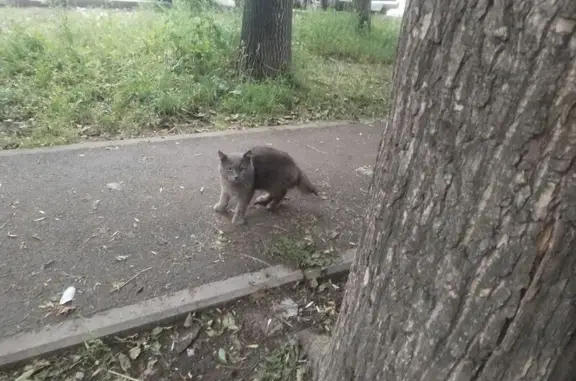 Найдена кошка, Уфа, фото: Найдена кошка, Первомайская улица, 68/1, Уфа - пушистый персидский кот