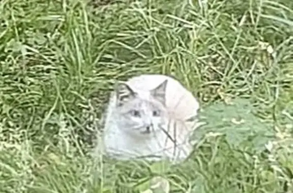 Объявления о пропавших и найденных животных, Омск, фото: Найдена кошка, Омск, Романенко, д. 4 — ласковая, приходит уже больше недели