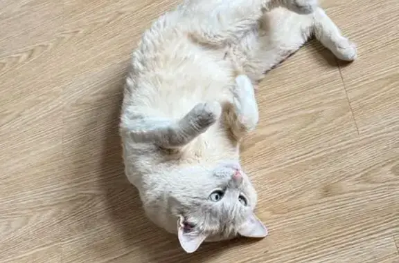 Пропала кошка, Садовое товарищество Луговой — рыжий кот, косоглазый - photo