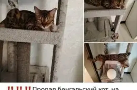 Пропала кошка, Рабочий поселок Красногорский, Садовая, д. 44, Красногорский — не сильно людима, боится шума - photo