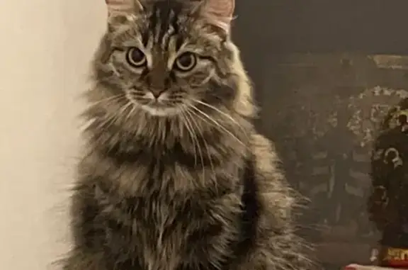 Пропала кошка, Подольск, Филиппова, д. 4а — худенькая, как котёнок - photo