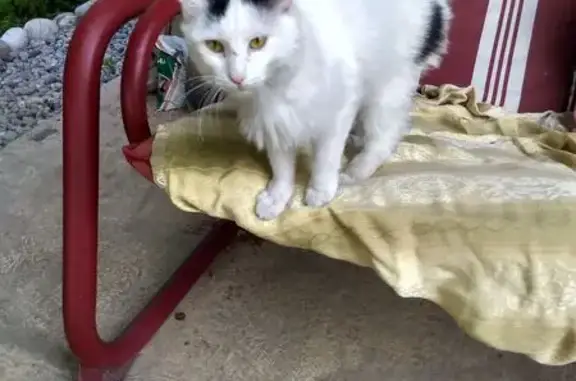 Найдена кошка, Ялта, фото: Найдена кошка, Территория Гува ЖСТ (пгт Массандра) (г Ялта), Ялта — белая с чёрным между ушками и чёрным хвостом