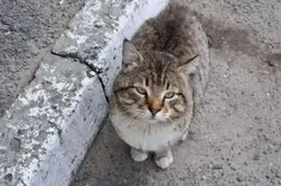 Найдена кошка, Вологда, фото: Найдена кошка, мужской, Ильюшина, д. 1а, Вологда — крупная, людей не боится