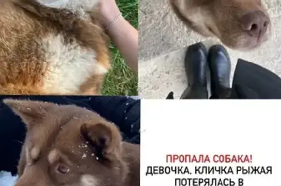 Пропала собака, Поселок Колосовка, Колосовка — девочка, рыжая, очень ласковая - photo