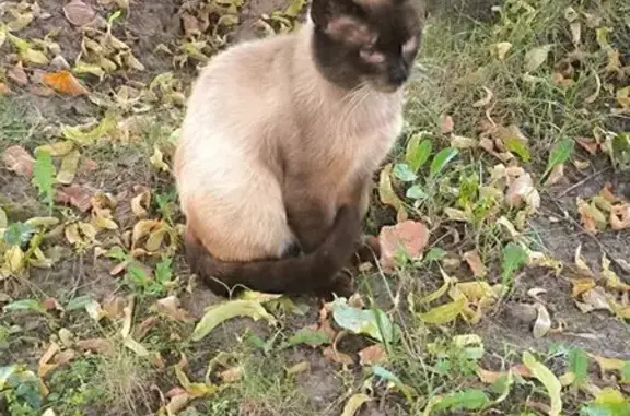 Найдена кошка, Реутов, фото: Найдена кошка, Реутов, Кирова, д. 7