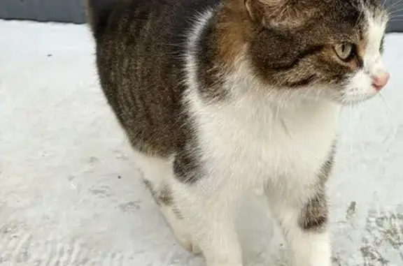 Найдена кошка, Гражданская, Чебоксары — очень ласковая, чистенькая - photo