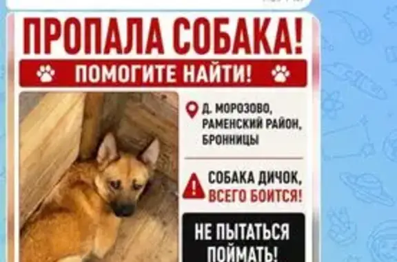 Пропала собака, Раменское — рыжая дворовая, очень дикая, с адресником и ошейником - photo