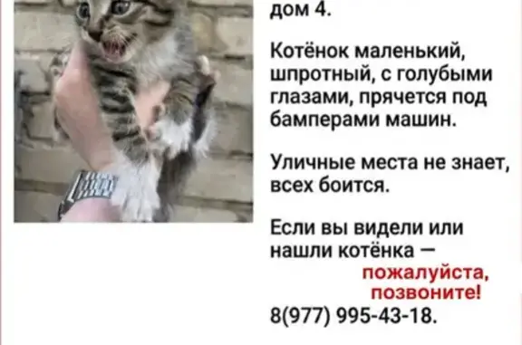 Пропала кошка, улица Комсомольская, д. 4, Электросталь — котёнок, прячется под бамперами машин - photo