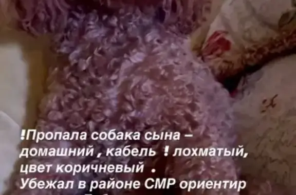 Пропала собака, Красных Партизан, Краснодар — добрый лохматый домашний пес - photo