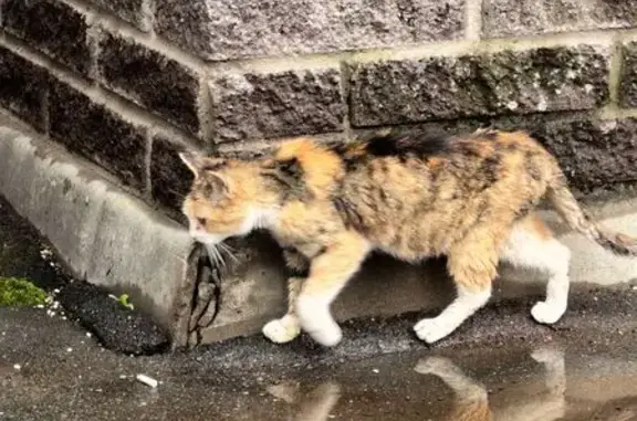 Найдена кошка, Санкт-Петербург, фото: Найдена кошка, Район Выборгский (г Санкт-Петербург), Заречная, д. 25, Санкт-Петербург — трёхцветная, с белыми носочками