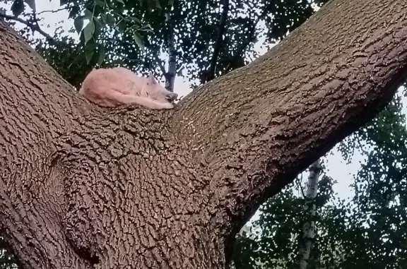 Найдена кошка, Екатеринбург, фото: Найдена кошка, Екатеринбург, Блюхера, д. 67 — молодая, рыжая