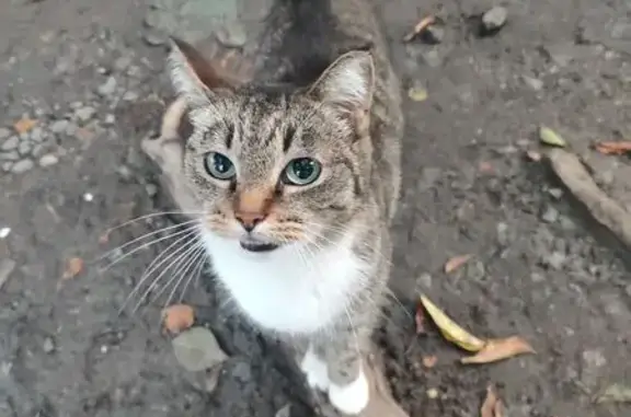 Найдена кошка, Екатеринбург, фото: Найдена кошка, Циолковского, д. 86, Екатеринбург — зелёные глаза, очень ласковая и говорливая