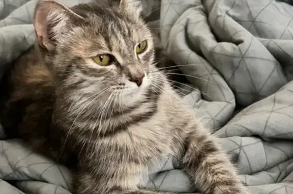 Найдена кошка, Уфа, фото: Найдена кошка, Уфа, Салавата Юлаева, д. 15/2, Уфа — есть оранжевая полоска на голове