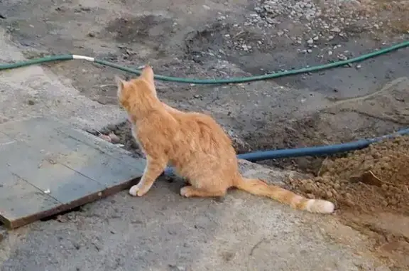 Найденные животные Железногорск, фото: Найдена кошка, Калинина, Железногорск — жёлтые глаза, мелкая, голодная