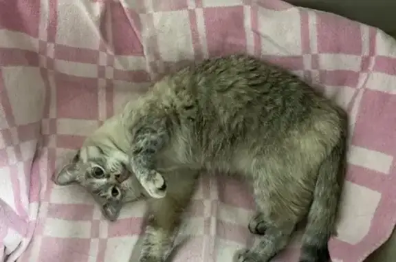 Пропала кошка, Р. Люксембург, д. 17, Саранск — домашняя, улицу не знала - photo