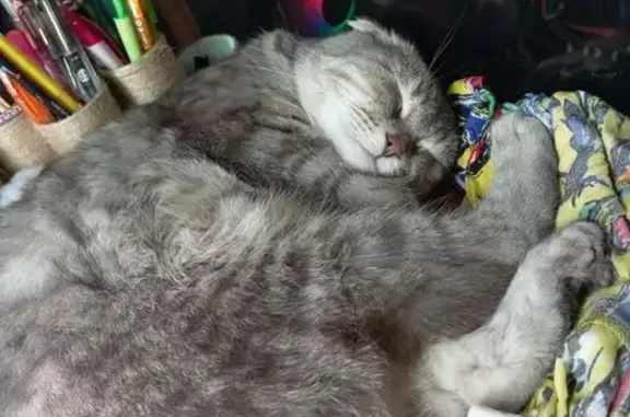 Пропала кошка, Касимов, Новая Слобода, д. 10, Касимов — вислоухая, серенькая - photo