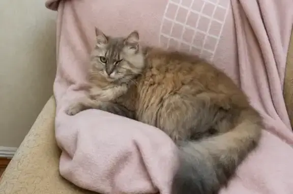 Пропала кошка, Анапа, Гребенская, д. 75 — серая, без одного глаза - photo