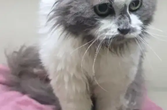 Найдена кошка, Тула, фото: Найдена кошка, Район Зареченский (г Тула), Вокзальная, д. 5, Тула — длинная пушистая шерсть, зелено-жёлтые глаза