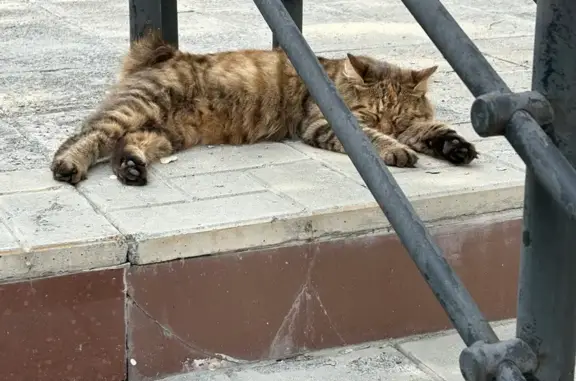 Найдена кошка, Новосибирск, фото: Найдена кошка, Саратовская, Новосибирск — без хвоста