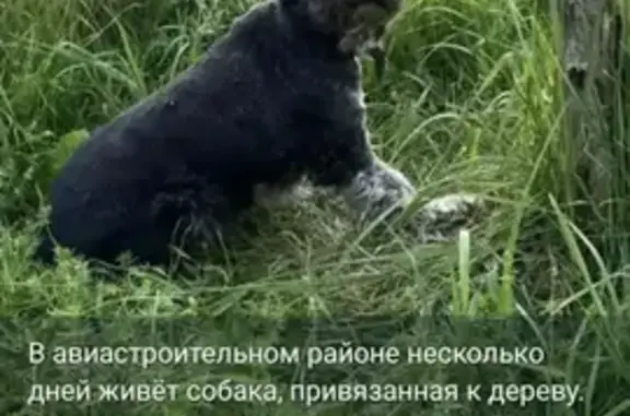 Найдена собака, Казань, фото: Найдена собака, Казань — предполагаемая порода цвергшнауцер, тёмный окрас