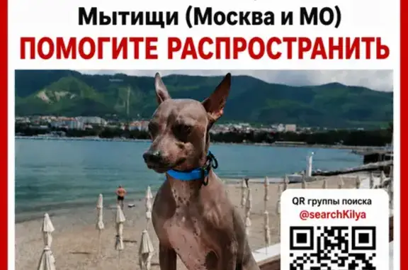 Пропала собака, Новомытищинский проспект, 49к2, Мытищи — лысый небольшой кобель - photo