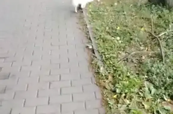 Найдена собака, Курск, фото: Найдена собака, Курск, Черняховского — маленькая, похожа на болонку, напугана