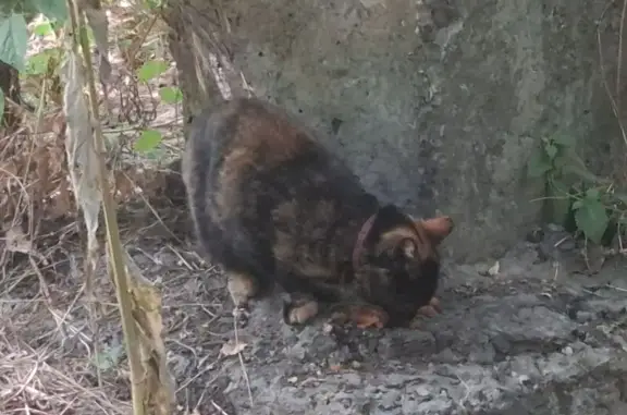 Найдена кошка, Таганрог, фото: Найдена кошка, Таганрог, Сызранова, д. 5 2, Таганрог — черепаховый окрас, на шее ошейник