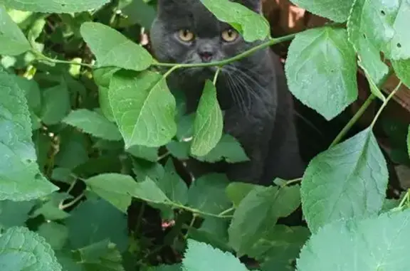 Найдена кошка, Калининград, фото: Найдена кошка, Калининград, Загородная, д. 4 — серый кот, жёлтые глаза