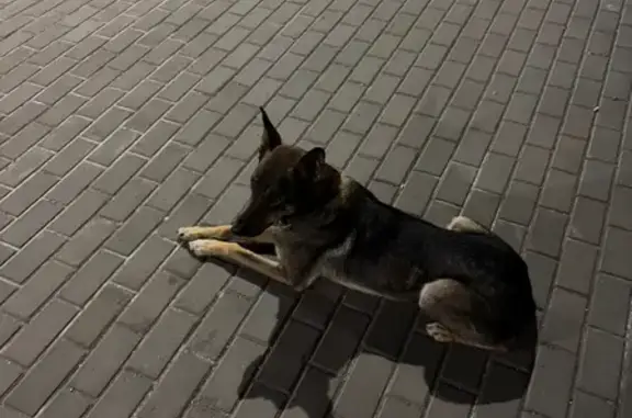 Найдена собака, Симферополь, фото: Найдена собака, Симферополь, Кирова, д. 3А — в ошейнике, умная