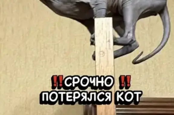 Пропала кошка, Территория снт Лесные Поляны-2 (г Красноармейск), д. 19, Красноармейск — шрам на животе - photo