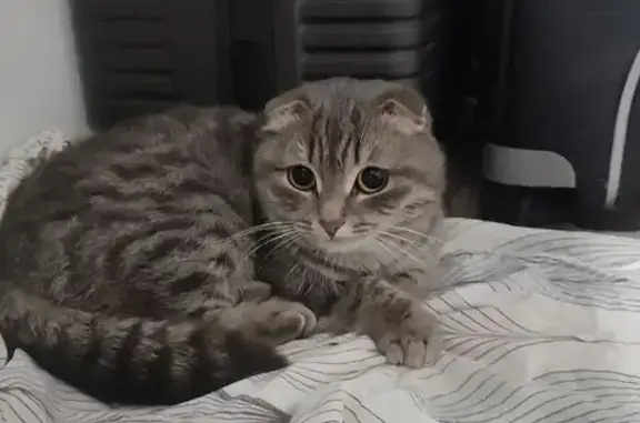 Найдена кошка, Уфа, Достоевского, д. 134 — вислоухая, стерилизованная, короткий хвостик - photo