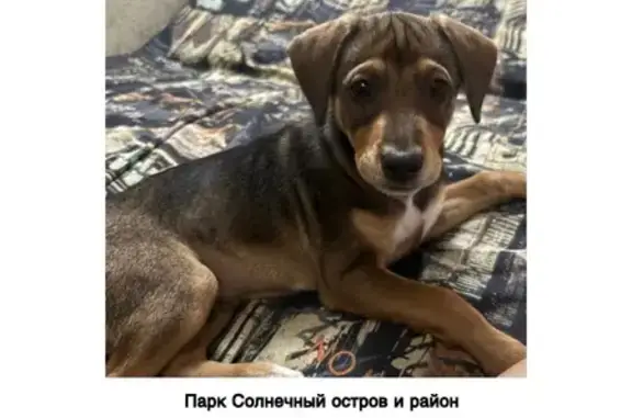 Пропала собака, Краснодар, Ставропольская, д. 221/2 — щенок, коричневый окрас - photo