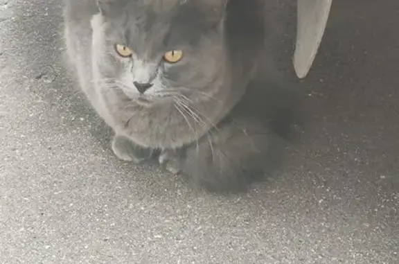 Найдена кошка, Пушкино, фото: Найдена кошка, Пушкино, Московский, д. 59 — серенькая, пушистый хвост