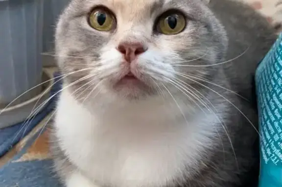 Пропала кошка, Ставрополь, Ботанический, д. 8А — трёхцветная, с передержки - photo