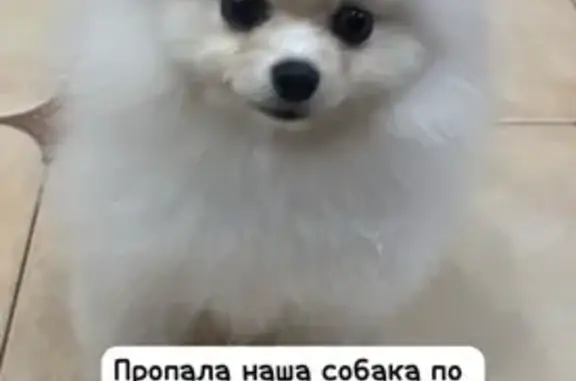 Пропала собака, Ставрополь, Чехова, д. 28 — шпиц, белая девочка - photo