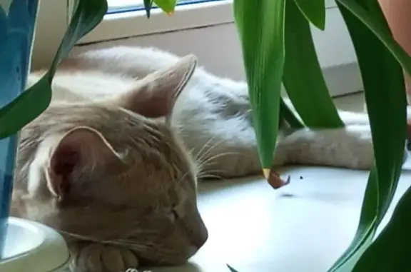Найдена кошка, Район Железнодорожный (г Пенза), 75, д. Измайлова, Пенза — рыжий кот, молодой, ласковый - photo
