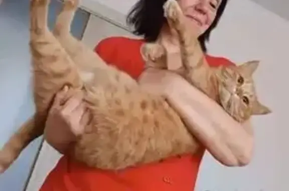 Пропала кошка, Оренбург, Ленинская, д. 1а, Оренбург — рыжая, яркая, пухлая - photo