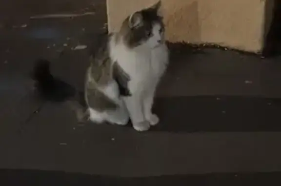 Найдена кошка, Москва, фото: Найдена кошка, Район Хорошевский (г Москва), Полины Осипенко, д. 18 2, Москва — сидела на ступеньках у РЕСО страхования