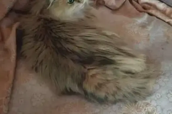 Пропала кошка, Хмельницкого, Ставрополь — маленькая рыженькая кошечка, повреждено правое нижнее веко - photo