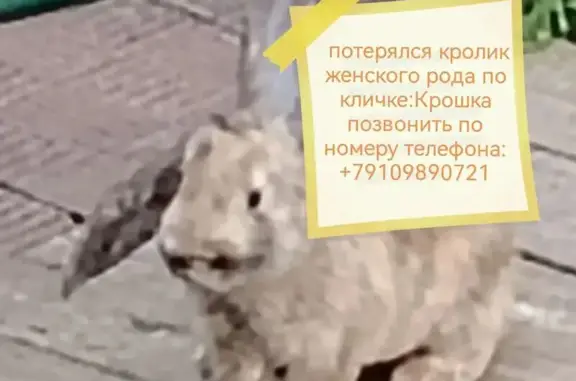 Объявления о пропавших и найденных животных, Иваново, фото: Пропал другой, Иваново, 3-я Завокзальная, Иваново — кролик рыже-серый с заломаными ушами и шрамом на спине справа