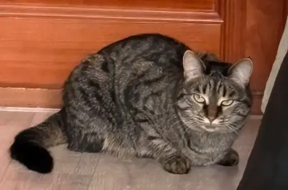 Пропала кошка, Октябрьский, д. 50, Киров — серая, 3 годика - photo