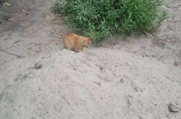 Найдена кошка, Новосибирск, фото: Найдена кошка, Район Ленинский (г Новосибирск), Геодезическая, д. 9, Новосибирск — полностью рыжая, гуляет во дворе