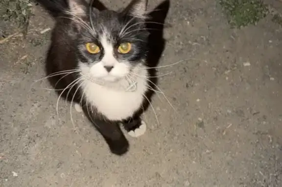Найдена кошка, Новосибирск, фото: Найдена кошка, Район Дзержинский (г Новосибирск), Фрунзе, д. 61, Новосибирск — чёрная, с белой шеей и лапками, в белом ошейнике
