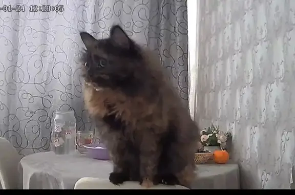 Пропала кошка, Белово, Ленина, д. 42, Белово — темно-серый с рыжим окрас, пушистая - photo