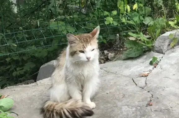 Найдена кошка, Москва, фото: Найдена кошка, Москва, Миклухо-Маклая