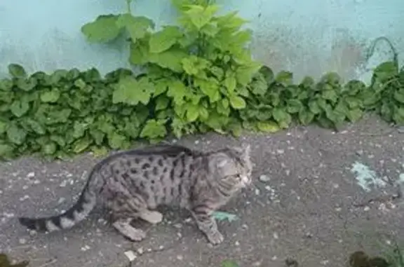 Объявления о пропавших и найденных животных, Пенза, фото: Найдена кошка, Чкалова, д. 41, Пенза — уши немного опущены, полоска кремового цвета на мордочке