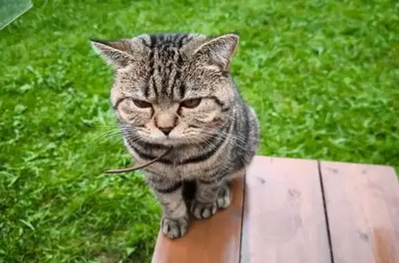 Найдена кошка, Истра, фото: Найдена кошка, Территория СНТ Парус (деревня Хованское) (г Истра), Истра — воспитанный и умный