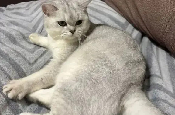 Пропала кошка, Деревня Жуковка, Оса — британская шиншилла, 1 год - photo