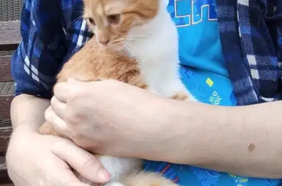 Объявления о пропавших и найденных животных, Всеволожск, фото: Найдена кошка, Всеволожск - рыжая с белым, напугана