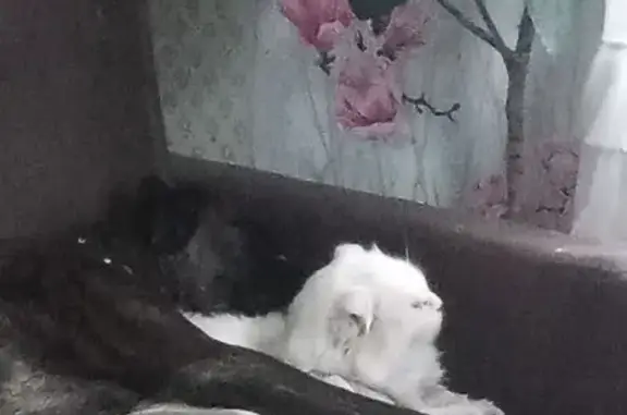 Пропала кошка, Смоленск, Маршала Соколовского, д. 4 а — белая, вислоухая, рана на шее - photo
